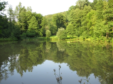 Waldsee